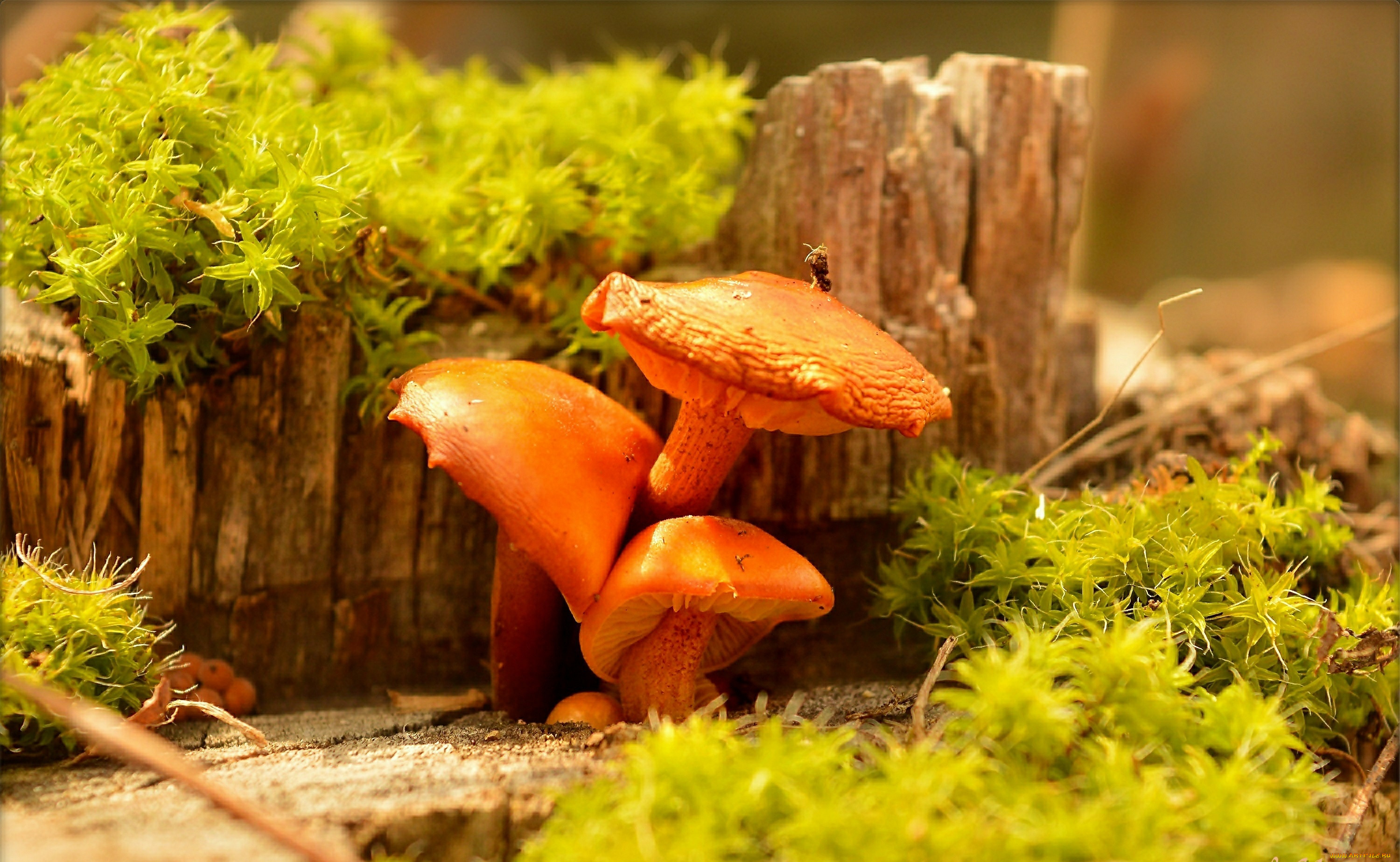 , , mushrooms